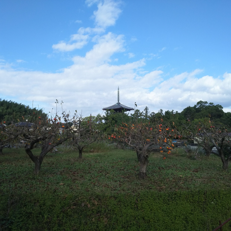 法輪寺が眺望できる自転車道沿い7