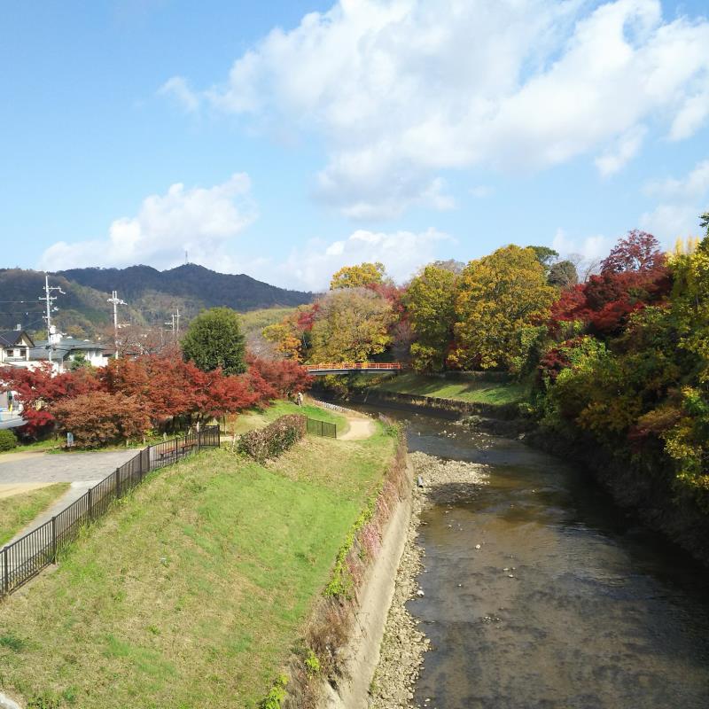 紅葉の季節　竜田公園の紅葉と竜田川を眺める