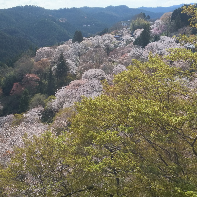 桜が眺望できる吉野山・下千本2