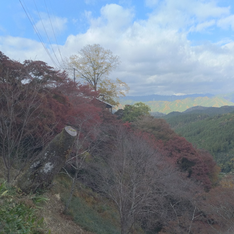 紅葉の季節　吉野山・下千本2
