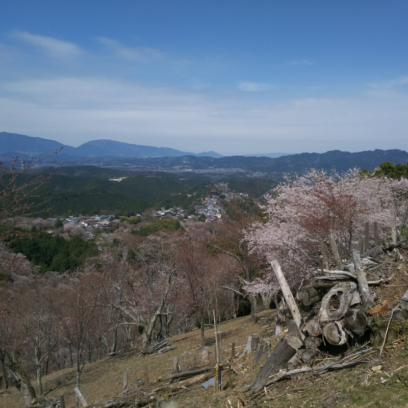 吉野山　上千本1