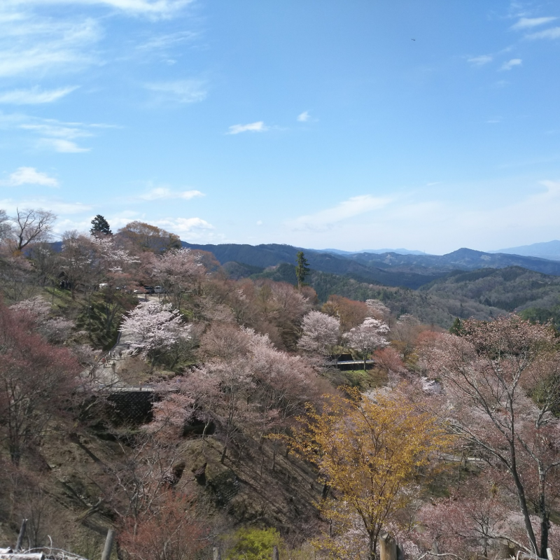 吉野山　上千本2