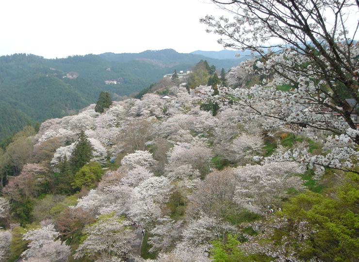 桜が眺望できる吉野山・下千本1