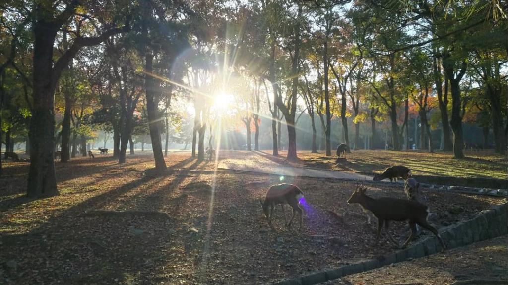 浮雲園地　日の出と鹿