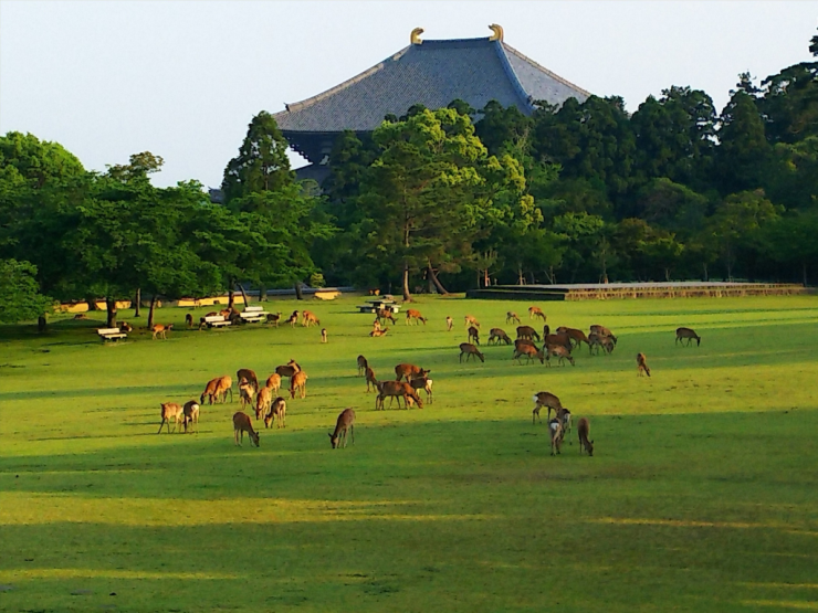 春日野園地　東大寺大仏殿への眺望
