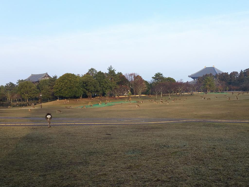 春日野園地　東大寺大仏殿・南大門への眺望