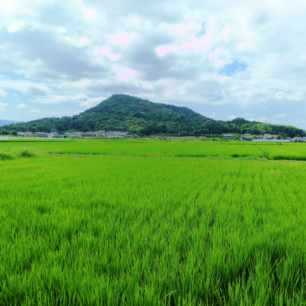 畝傍山を眺望できる大和高田バイパス2