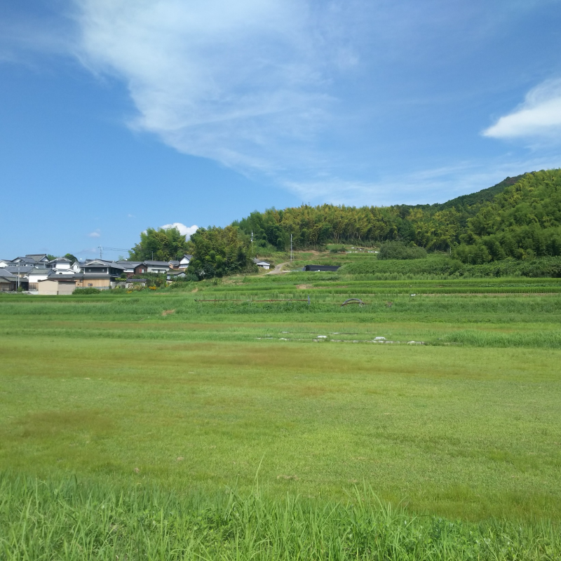 田園風景を望む山田寺跡2