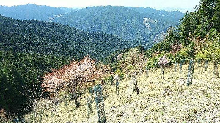 登山道に植栽された山桜