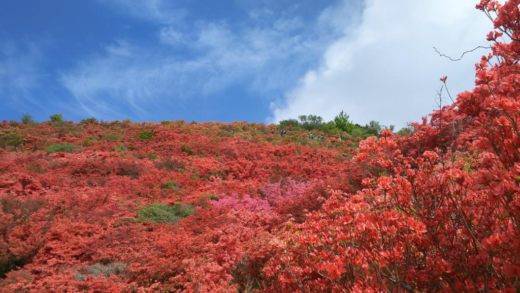 山肌一面のツツジを見上げる