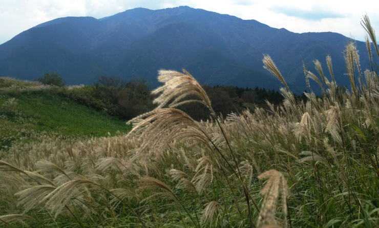 金剛山への眺望とススキ