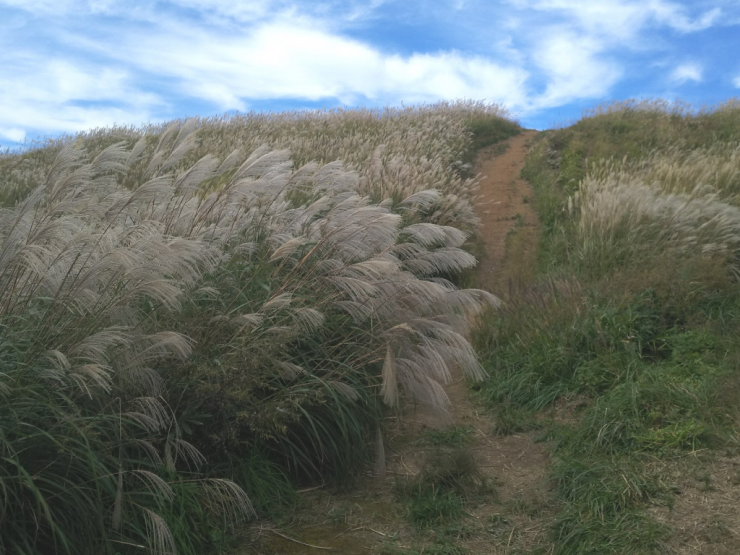山頂付近に広がる一面のススキ