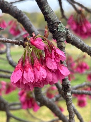 カンヒザクラ02