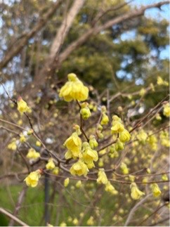 ヒューガミズキ03