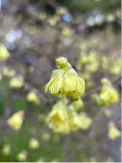 ヒューガミズキ04