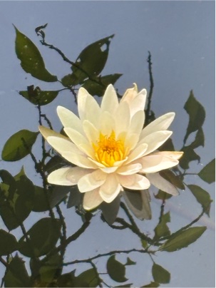 スイレンの花
