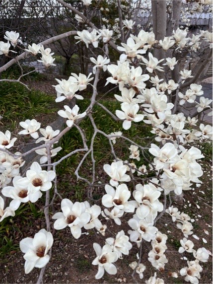 ハクモクレン03