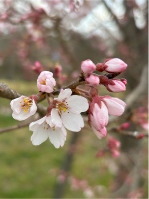 ヒガンザクラ04