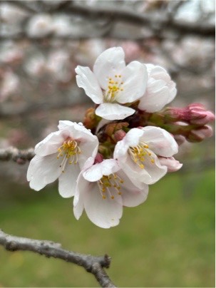 ソメイヨシノ02