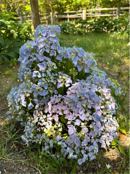 県民協同花壇／アジサイ