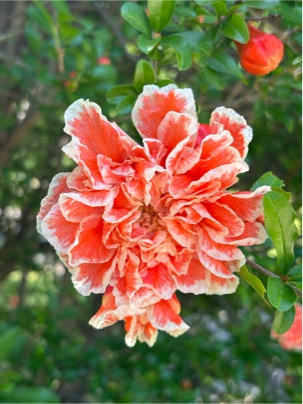 ザクロの花