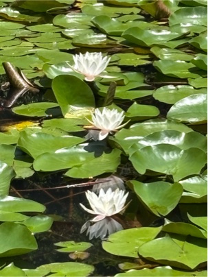 スイレンの花