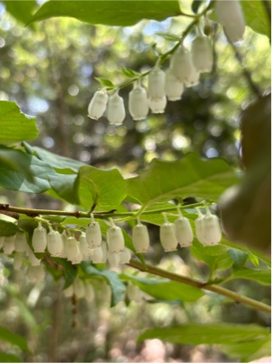 ネジキの花