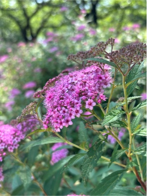シモツケの花