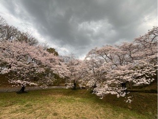 ソメイヨシノだんだん広場03