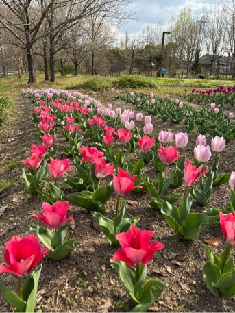 チューリップ彩りの広場