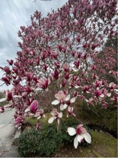 シモクレン流れのある坂道