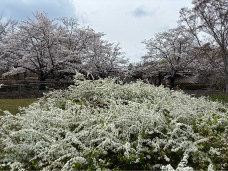 ソメイヨシノ陽だまり広場02