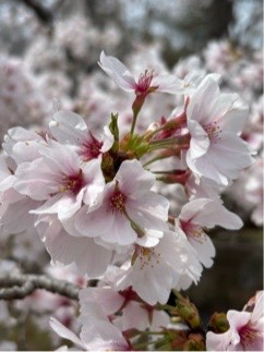 ソメイヨシノ陽だまり広場