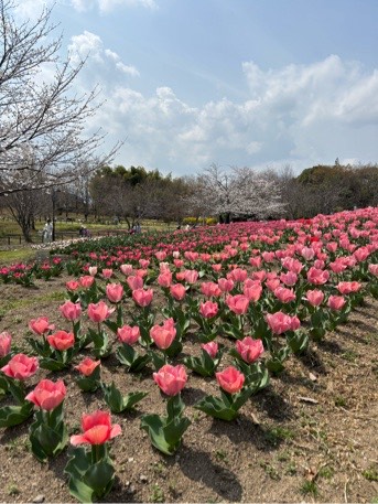 チューリップ馬見花苑