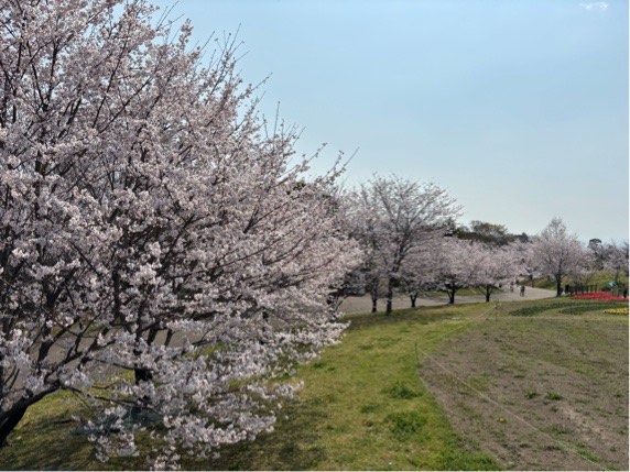 ソメイヨシノ集いの丘