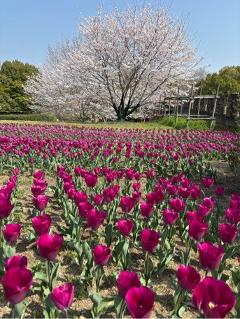 チューリップ集いの丘03