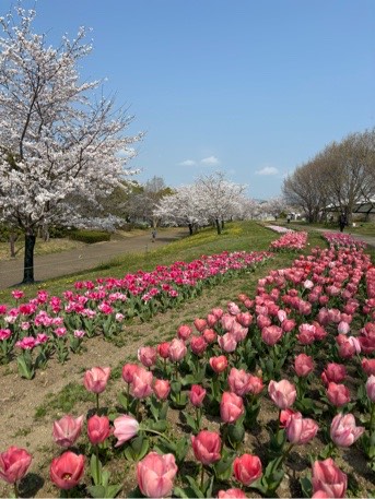 チューリップ集いの丘
