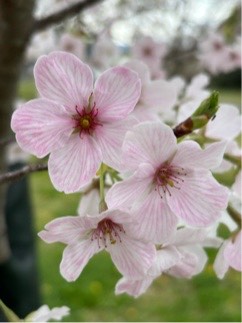 オオシマザクラ