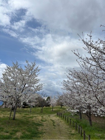 オオシマザクラ一本松古墳