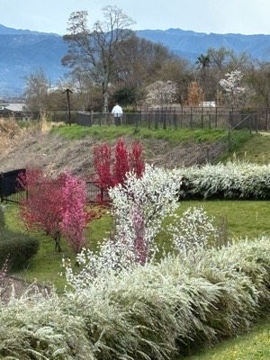 ハナモモの丘02