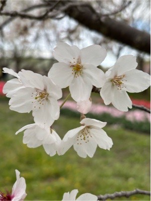 ソメイヨシノ03