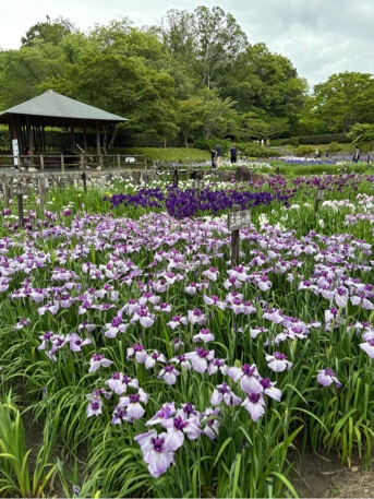 花菖蒲園