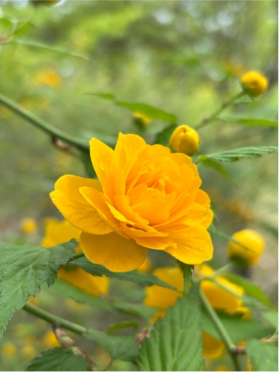 ヤマブキ八重
