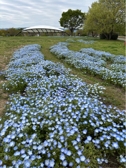 集いの丘ネモフィラ