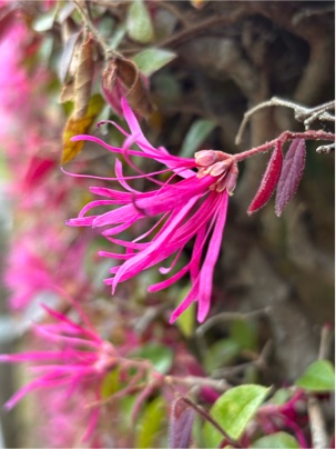 ベニバナトキワマンサクの花