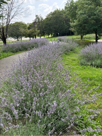 ラベンダーの花