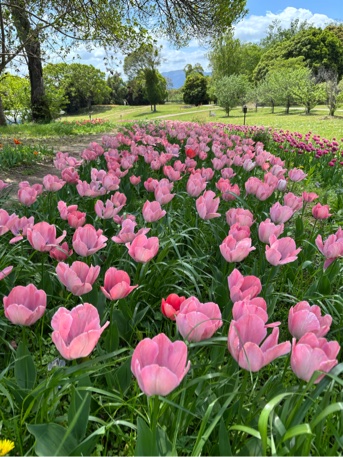 一本松古墳チューリップ02