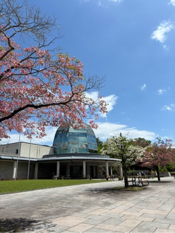 公園館前ハナミズキ