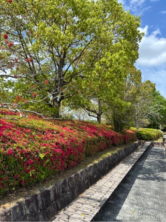 公園館前キリシマツツジ