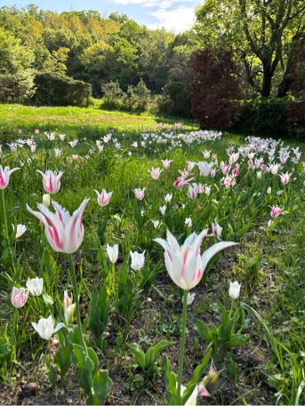 花の道チューリップ